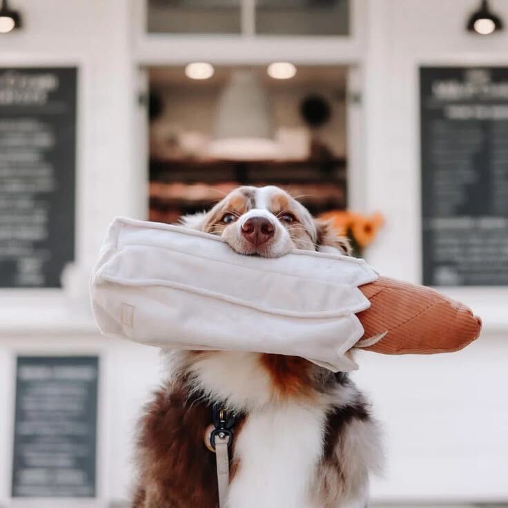 Dog holding the Baguette Enrichment Dog Toy outside a bakery