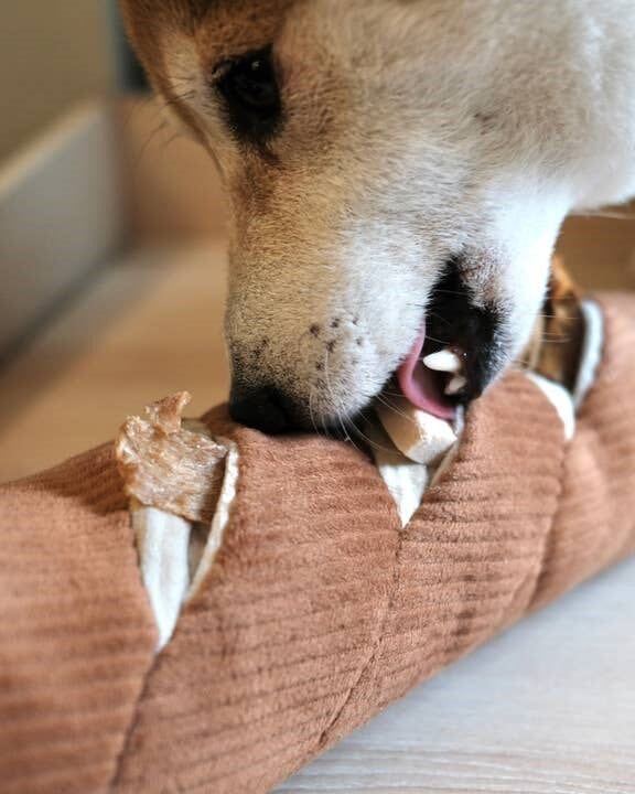 Dog sniffing and playing with the Baguette Enrichment Dog Toy enrichment pockets