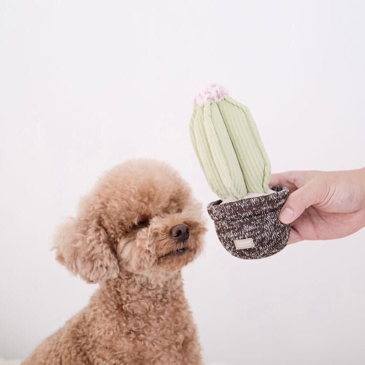 Cactus — Enrichment Dog Toy with poodle