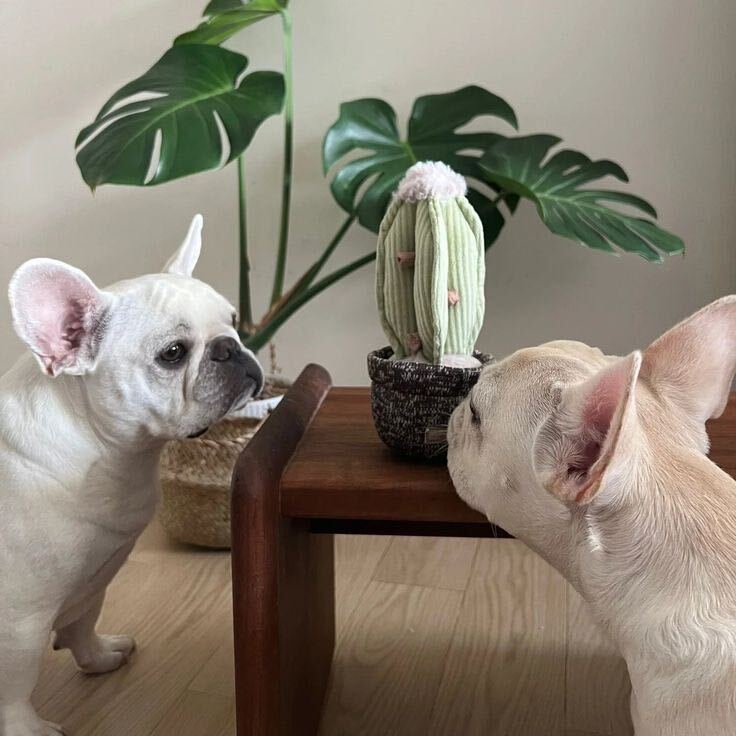 Cactus — Enrichment Dog Toy with French bulldogs
