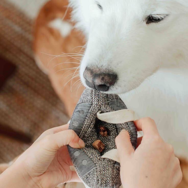Dog sniffing out treats from the Cassette enrichment toy hidden pocket