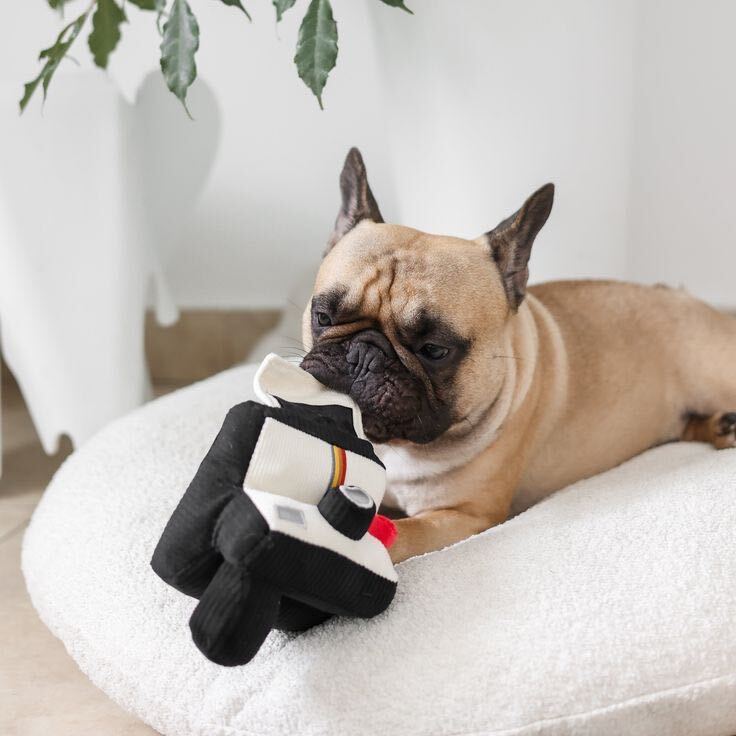 Instant Camera Enrichment Dog Toy — additional photo 4